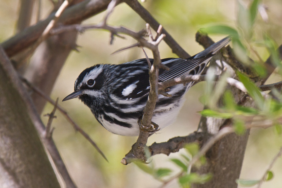 Black and White Warbler 2 - Long Point