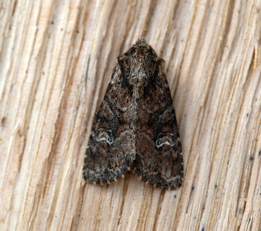 Small Clouded Brindle (2008) - garden