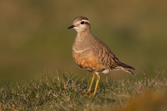 Dotterel 7 - Great Orme 140516