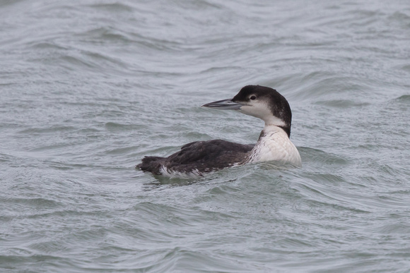 Great Northern Diver 3 - Newlyn Jan16