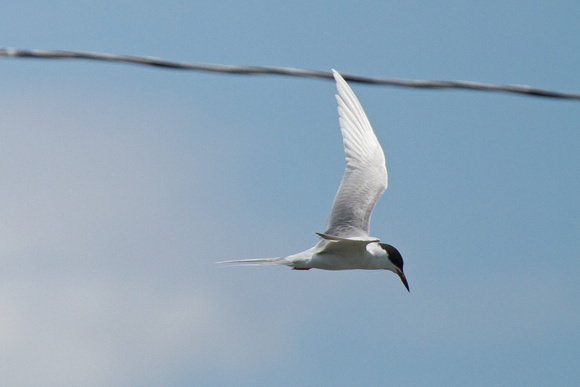 Forsters Tern 2- Long Point