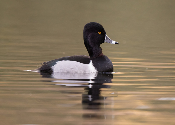Ring-necked Duck 3 - Pitlochry - 121116