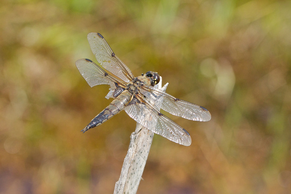 Four-spot Chaser - Anglesey