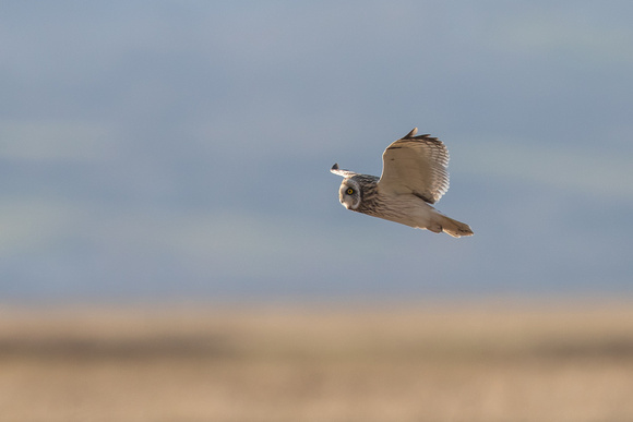 Short-eared Owl 6 - Neston - 170218