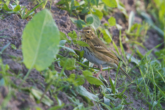 Olive-backed Pipit 11 - Watermill