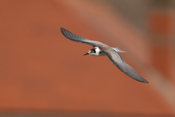 Black Tern 11 - Fairhaven Lake - 140924