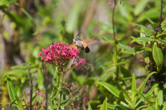 Hummingbird Hawk Moth - Garrsion, St Marys