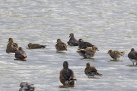 American Golden Plover - Titchwell - 230924