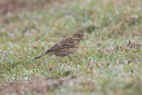 Meadow Pipit - Riding Stables, Marys - Oct 18