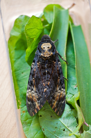 Deaths Head Hawk-moth - St Marys