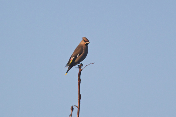 waxwing 2- Holt