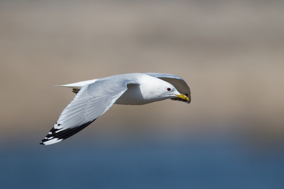 Common Gull - Dungeness Apr14