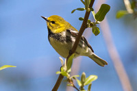 Black-throated Green Warbler - Long Point