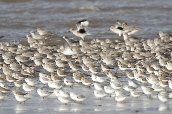 Waders 2 - Wirral 141115