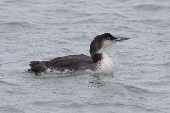 Great Northern Diver - Newlyn Jan16