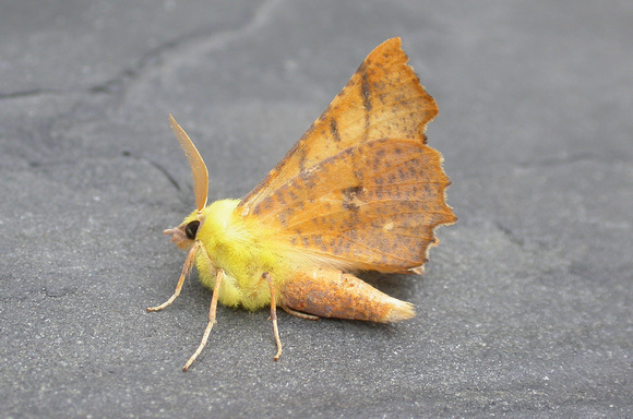 Canary Shouldered Thorn - Garden